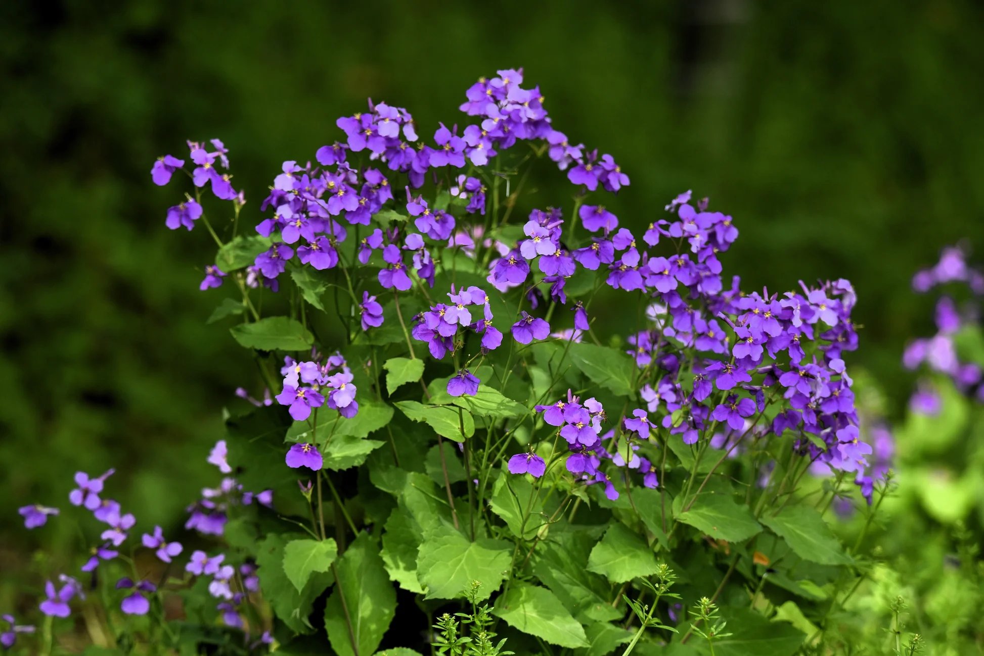 🌸 반노스 공원(반노스 코엔) 이미지 9